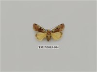 藏品(夜蛾901)的圖片